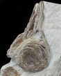 Mosasaur (Platecarpus) Vertebrae & Scapula - Shark Tooth Marks! #40422-3